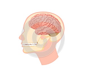 Anatomical structure human head illustration. Skull in section with brain and submandibular muscles dental.