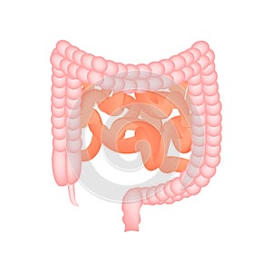 The anatomical structure of the intestine. Colon and intestines. Vector illustration on isolated background