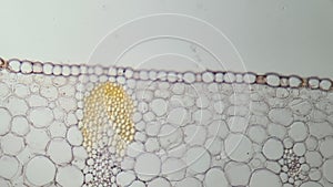 Tissues of iris leaf, microscopic photography