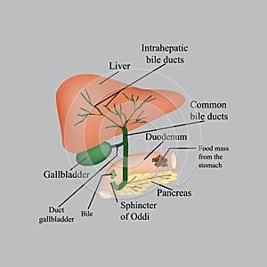 The anatomical structure of the liver, gallbladder, bile ducts and pancreas. Vector illustration on a gray background photo