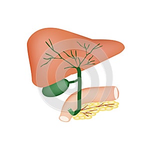 The anatomical structure of the liver, gallbladder, bile ducts and pancreas. Vector illustration on isolated background