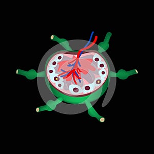 The anatomical structure of the lymph node. Infographics. Vector illustration on a black background