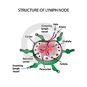 The anatomical structure of the lymph node. Infographics. Vector illustration on isolated background