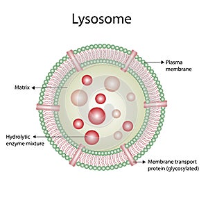 Anatomical structure of Lysosome. vector illustration