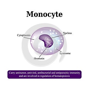 The anatomical structure of monocytes. Blood cells. Vector illustration