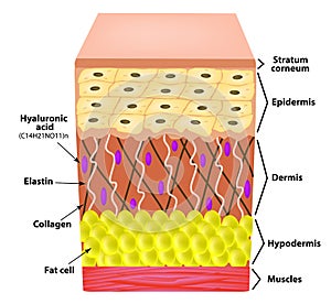 Anatomical structure of the skin. Elastin, Hyaluronic acid, Collagen. Infographics. causes of wrinkles on the skin photo