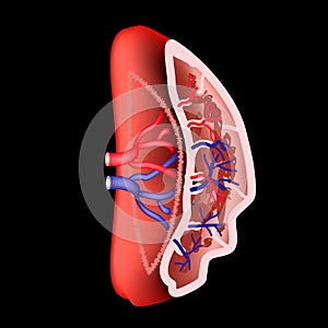 Anatomical structure of the spleen. Vector illustration.