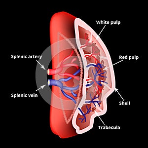 Anatomical structure of the spleen. Vector illustration.