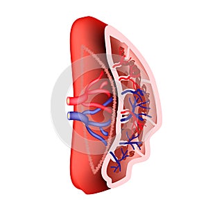 Anatomical structure of the spleen. Vector illustration on isolated background