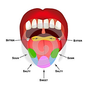 Anatomical structure of the tongue. Taste buds on the tongue. Bitter, salty, sour, sweet taste. Infographics. Vector photo