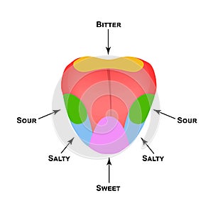 Anatomical structure of the tongue. Taste buds on the tongue. Bitter, salty, sour, sweet taste. Infographics. Vector