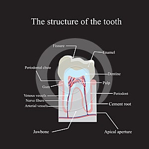 The anatomical structure of the tooth on a black