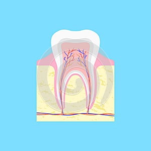 Anatomical structure of tooth in section