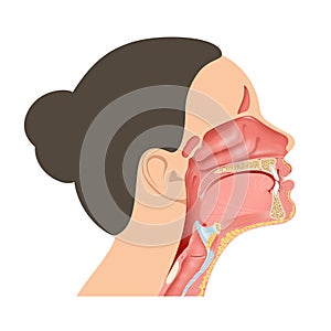 Anatomical structures surrounding the pharynx illustration photo