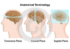 Anatomical terminology, anatomical planes medical vector illustration