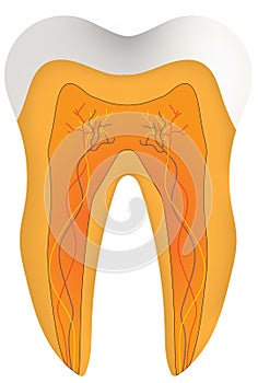 Anatomical Tooth Diagram