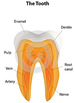 Anatomical Tooth Labeled Diagram