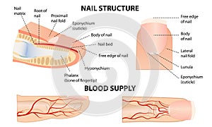 Anatomical training poster. Fingernail Anatomy. Cross-section of the finger. Structure of human nail