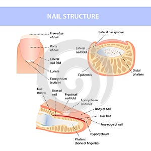 Anatomisch ausbildung. Nagel. aus. Struktur aus Mann ein nagel 