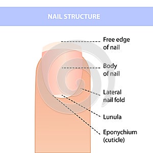 Anatomical training poster. Fingernail Anatomy. Cross-section of the finger. Structure of human nail