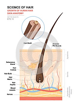 Anatomical training poster. Growth and structure of human hair. Skin and hair anatomy. Cross section of the skin layers photo