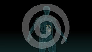 Anatomically accurate 3d animation of human body x-ray scan with visible liver 3d render