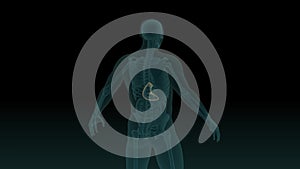 Anatomically accurate 3d animation of human body x-ray scan with visible stomach 3d render