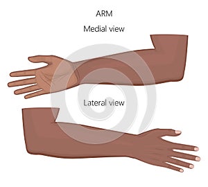 Anatomy_Afro American arm