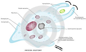 Anatomy of an amoeba
