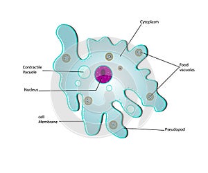 Anatomy of a amoeba