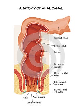 Anatomy of anal canal. photo