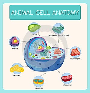 Anatomy of animal cell Biology Diagram