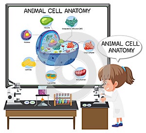 Anatomy of animal cell Biology Diagram