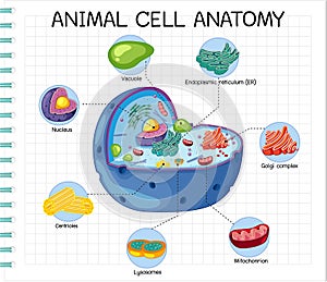 Anatomy of animal cell (Biology Diagram