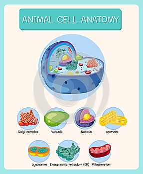 Anatomy of animal cell (Biology Diagram