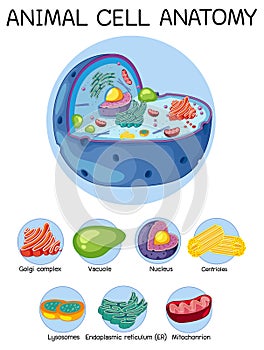 Anatomy of animal cell (Biology Diagram