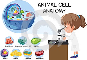 Anatomy of animal cell Biology Diagram