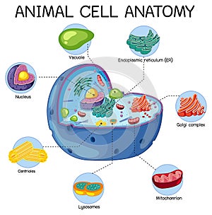 Anatomy of animal cell Biology Diagram