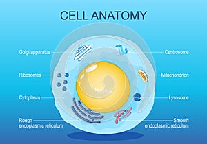 Anatomy of animal cell. Human cell structure