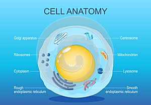 Anatomy of animal cell. Human cell structure photo