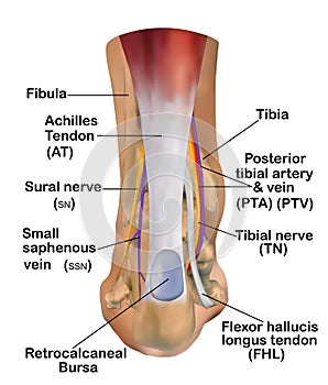 Anatomy of the Ankle photo