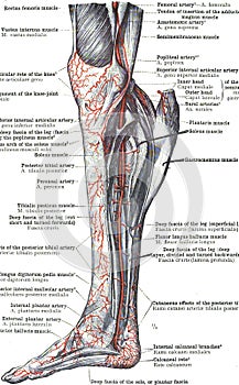 Anatomy of anterior tibial artery of the leg photo