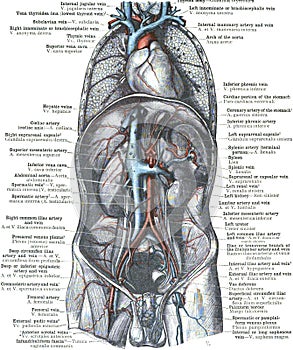 Anatomy of aorta and vena cava on a white background