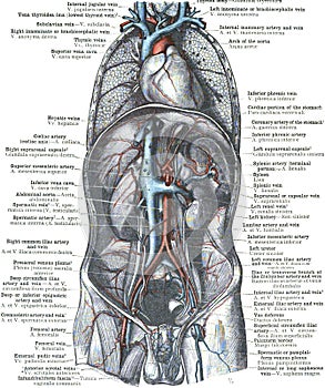 Anatomy of aorta and vena cava on a white background photo