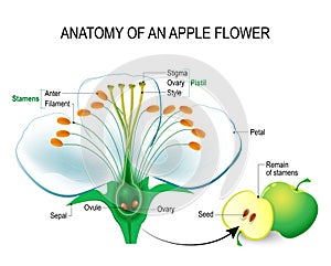 Anatomy of an apple flower