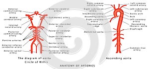 Anatomy of arteries.