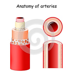 Anatomy of arteries. Structure of blood vessel