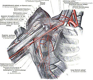 Anatomy of axillary artery on a white background