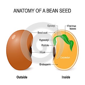 Anatomy of a bean seed.