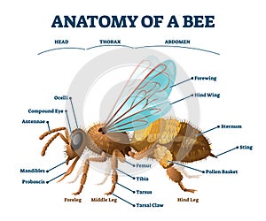 Anatomy of bee educational labeled body structure scheme vector illustration